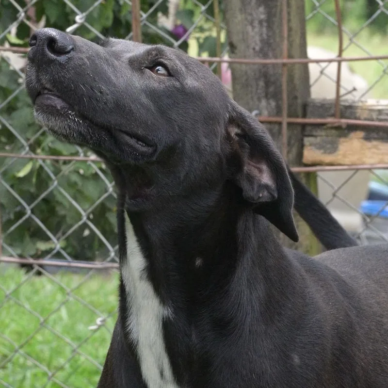A young medium-sized male Black Labrador Retriever dog named Jelly Bean for adoption in Okolona, MS
