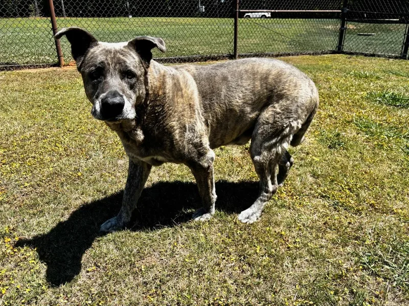 A senior large-sized male Great Dane dog named Smokey for adoption in Appling, GA