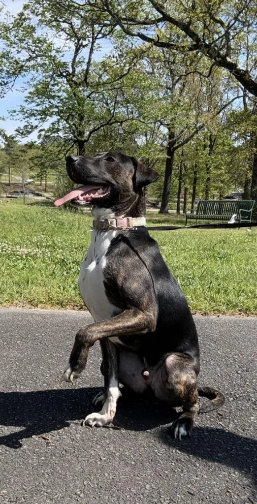 A young large-sized male Labrador Retriever dog named Maximilian for adoption in Little Rock, AR