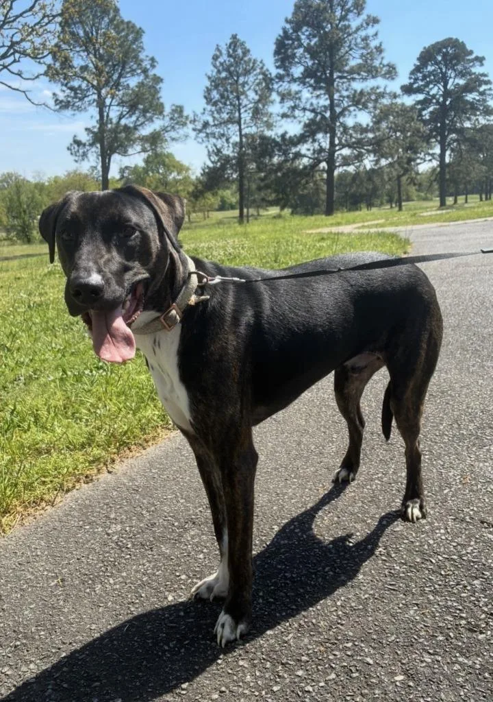 Maximilian thumbnail 2