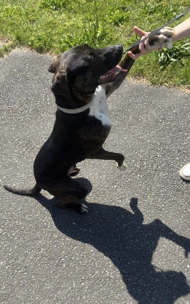 Maximilian thumbnail 3