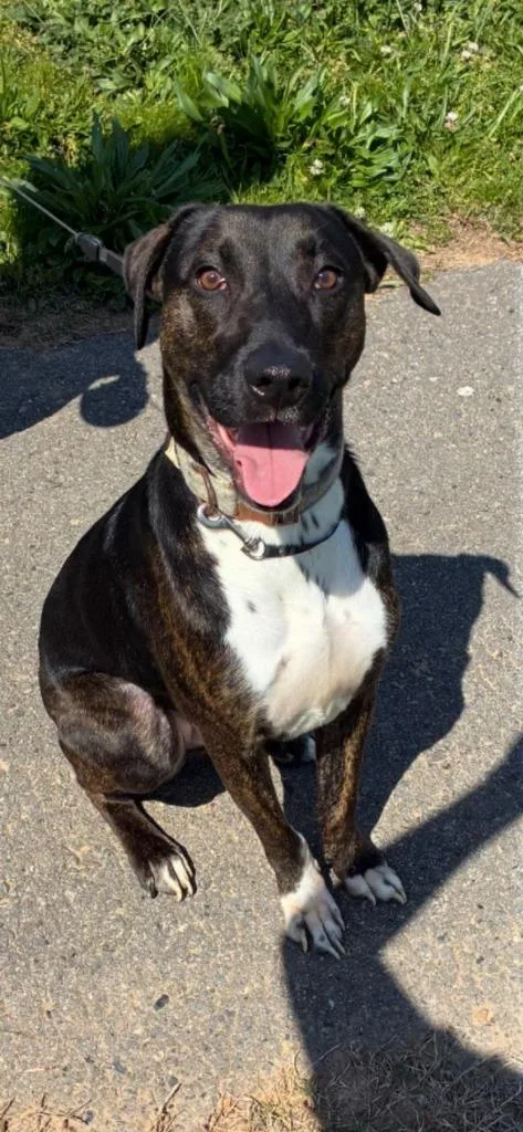 Maximilian thumbnail 4