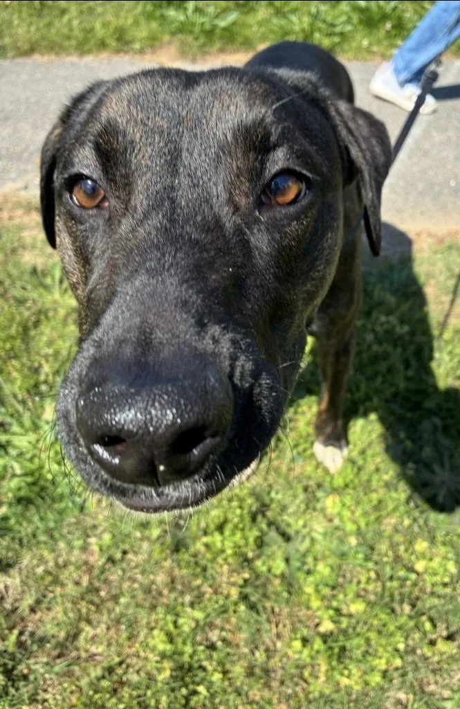 Maximilian thumbnail 5