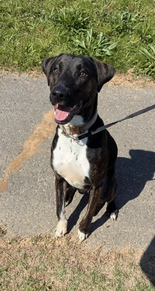 Maximilian thumbnail 6