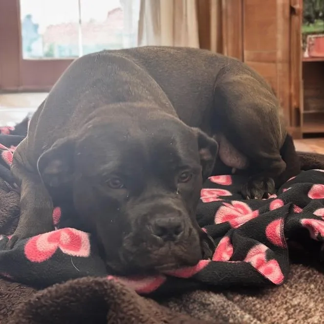 An adult large-sized female Brown / Chocolate Cane Corso dog named Maymay for adoption in Prince Frederick, MD