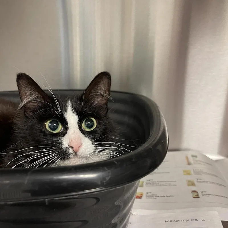 A young medium-sized female Black Domestic Medium Hair cat named Simba for adoption in Hendersonville, NC