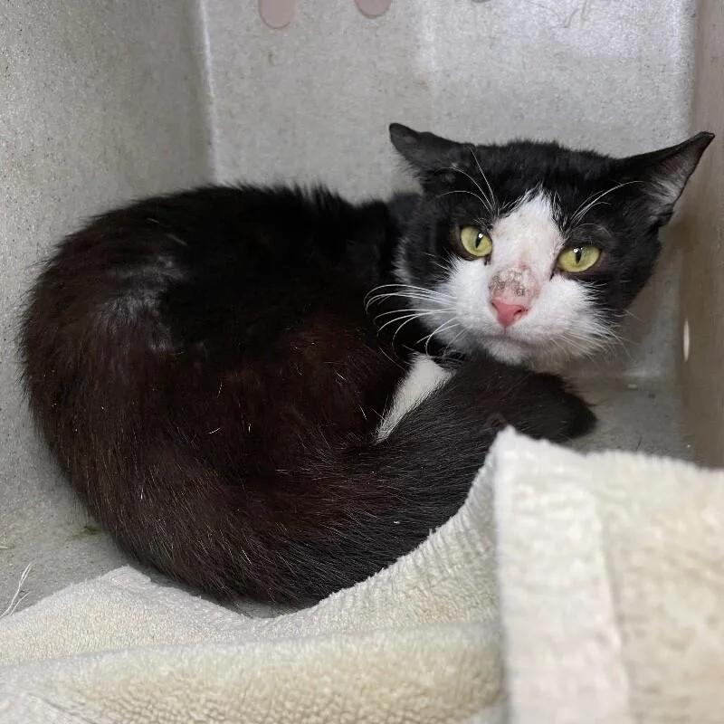 An adult medium-sized male Domestic Short Hair cat named Tiresias for adoption in Roanoke, VA