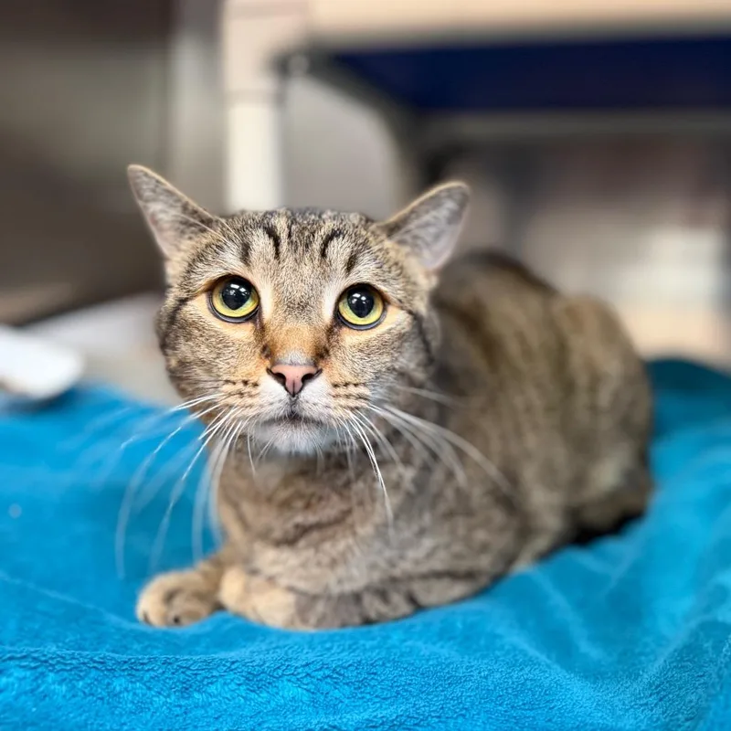 An adult medium-sized male Brown / Chocolate Domestic Short Hair cat named Bihbih for adoption in Perkiomenville, PA