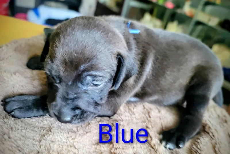 Blue
