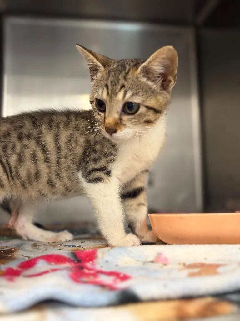 A baby medium-sized male Domestic Short Hair cat named Manny for adoption in Portland, IN
