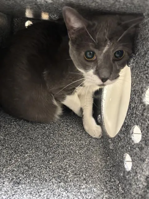 An adult small-sized male Domestic Short Hair cat named Storm for adoption in Dallas, TX