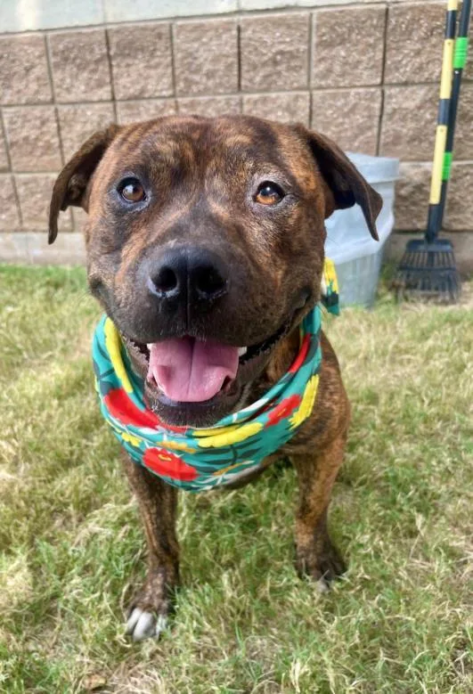 A young large-sized male Boxer dog named Ribeye for adoption in Tulsa, OK