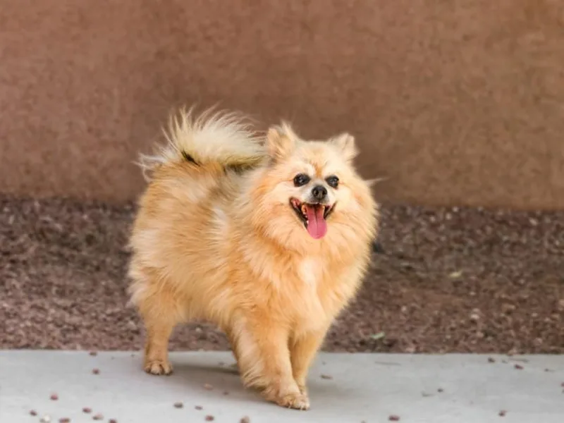 An adult small-sized female Mixed Breed dog named Princess for adoption in Santa Fe, NM