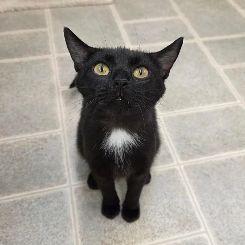An adult medium-sized female Black Domestic Short Hair cat named Fae for adoption in Pontiac, IL