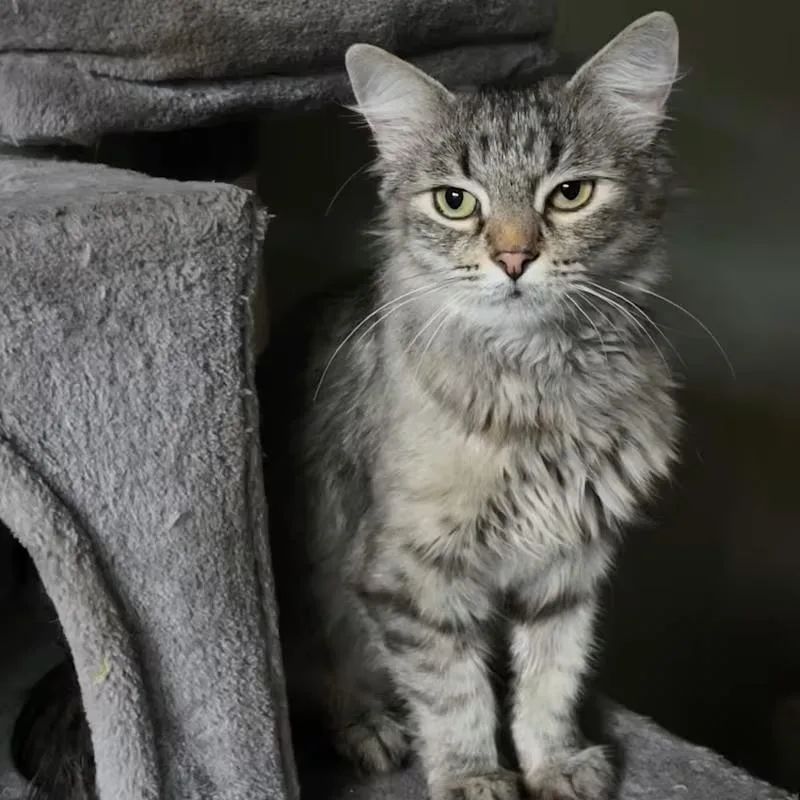 An adult large-sized female Gray / Blue / Silver Domestic Medium Hair cat named Melody for adoption in San Diego, CA