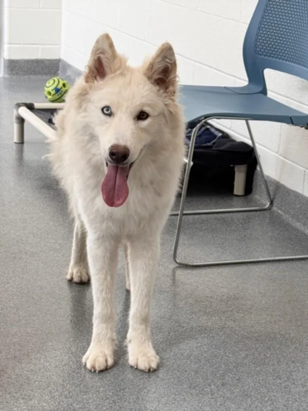 A young medium-sized female Husky dog named Katniss for adoption in Toledo, OH