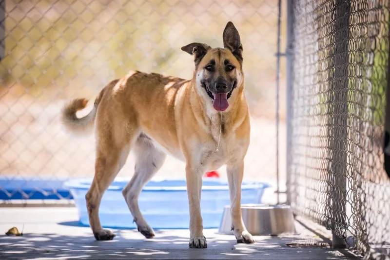 An adult large-sized female Shepherd dog named La Luna for adoption in Twentynine Palms, CA