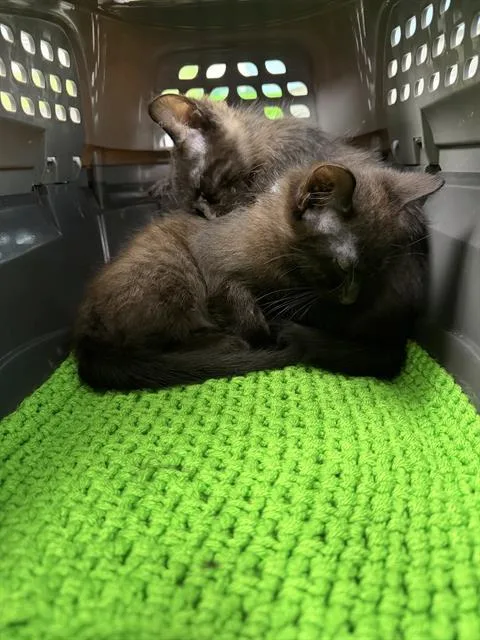 A baby small-sized male Domestic Short Hair cat named Gary The Snail for adoption in Omaha, NE