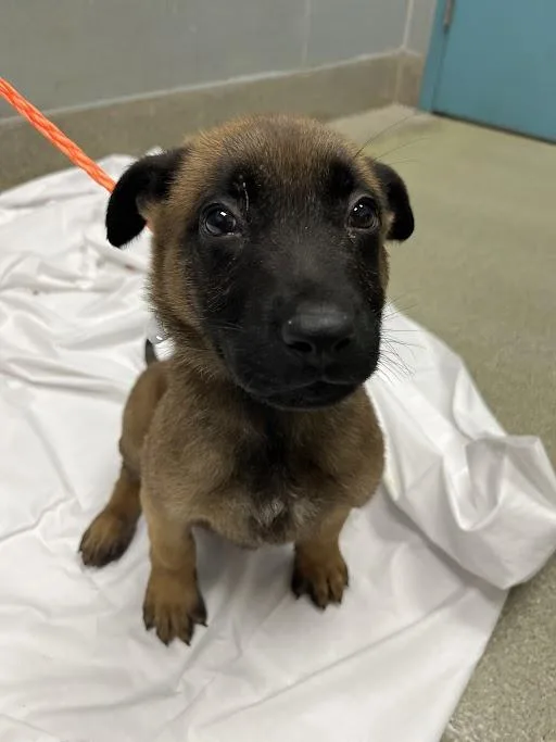A baby small-sized male Belgian Shepherd / Malinois dog named Ralphie for adoption in Las Vegas, NV