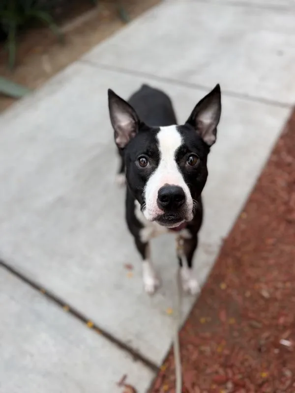 An adult medium-sized female American Staffordshire Terrier dog named Holly for adoption in San Diego, CA