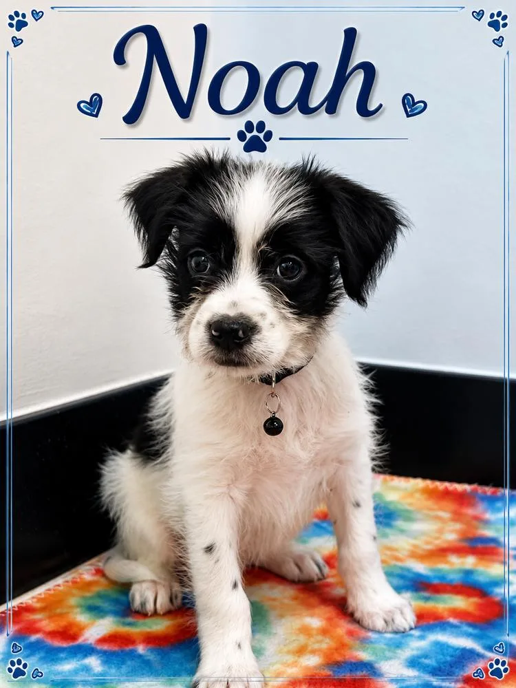 Noah thumbnail 2
