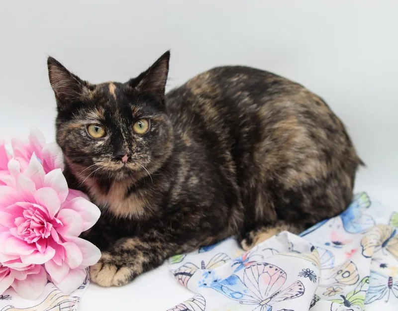 Keira Ii thumbnail 2