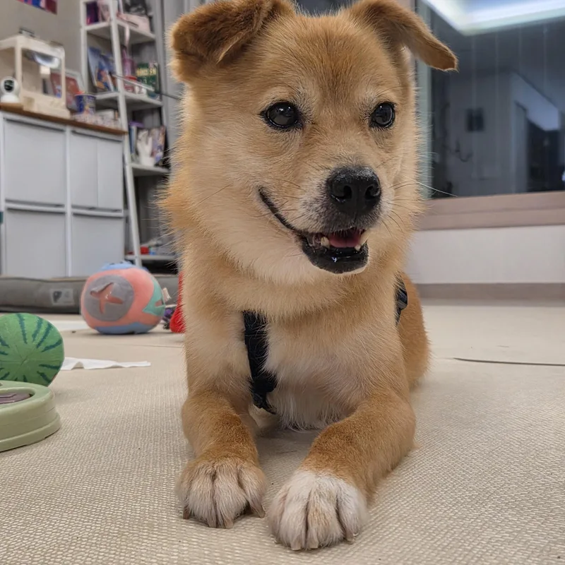 An adult small-sized male Brown / Chocolate Jindo dog named Pringles for adoption in Duluth, GA