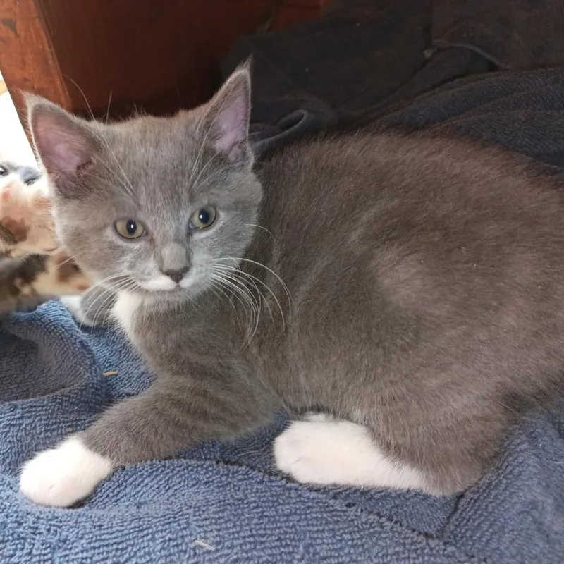 A baby small-sized male Gray / Blue / Silver Domestic Short Hair cat named Kayden for adoption in Woodstock, VA
