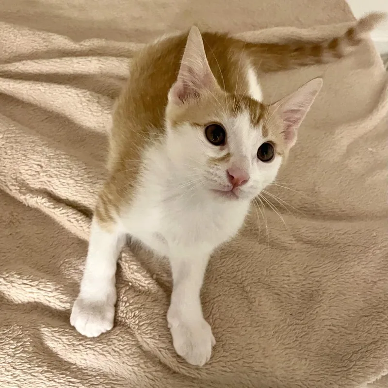 A baby small-sized male Orange / Red Domestic Short Hair cat named Sawyer for adoption in Bulverde, TX