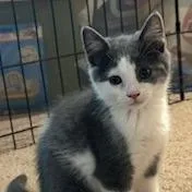 A baby small-sized female Gray / Blue / Silver Domestic Short Hair cat named Curious for adoption in Dayton, OH