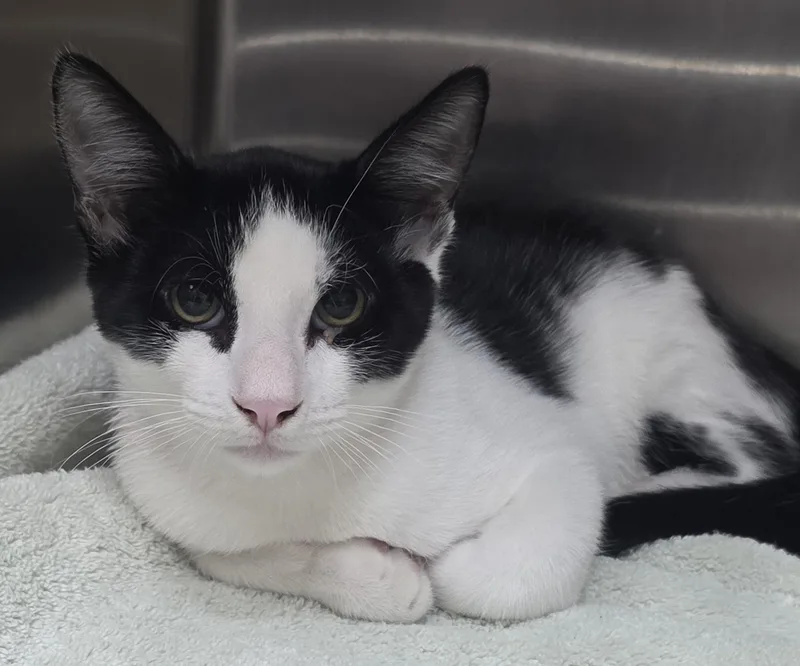 A young medium-sized male Black & White / Tuxedo Domestic Short Hair cat named Moose for adoption in Mission Viejo, CA