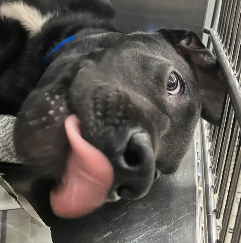 A baby medium-sized male Black Mixed Breed dog named Midnight for adoption in Parma, OH