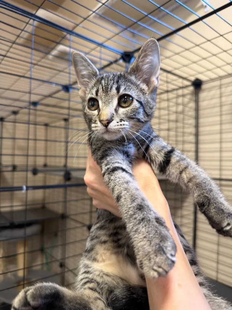 A baby small-sized female Domestic Short Hair cat named Kit for adoption in La Verkin, UT