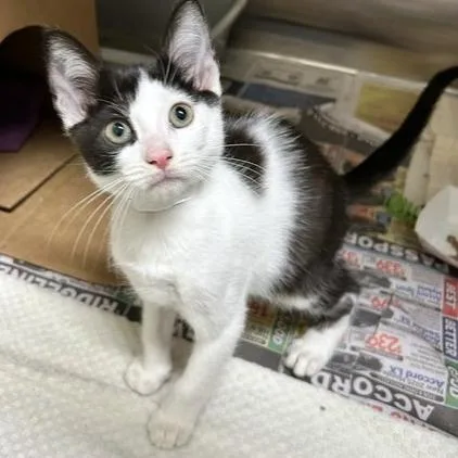 A baby small-sized female Domestic Short Hair cat named Gruyere for adoption in Novelty, OH