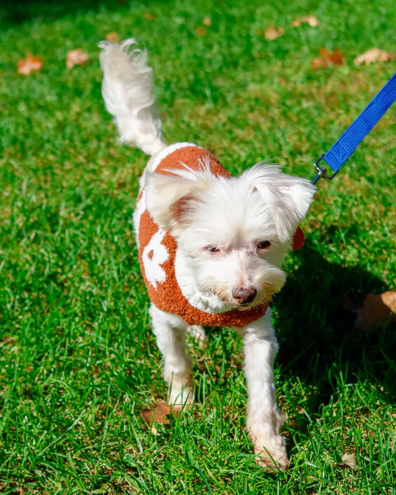 A senior small-sized male Maltipoo dog named Bruce for adoption in Brooklyn, NY
