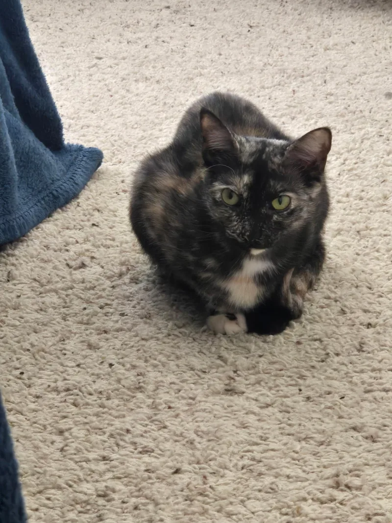 Isla & Desert Bonded