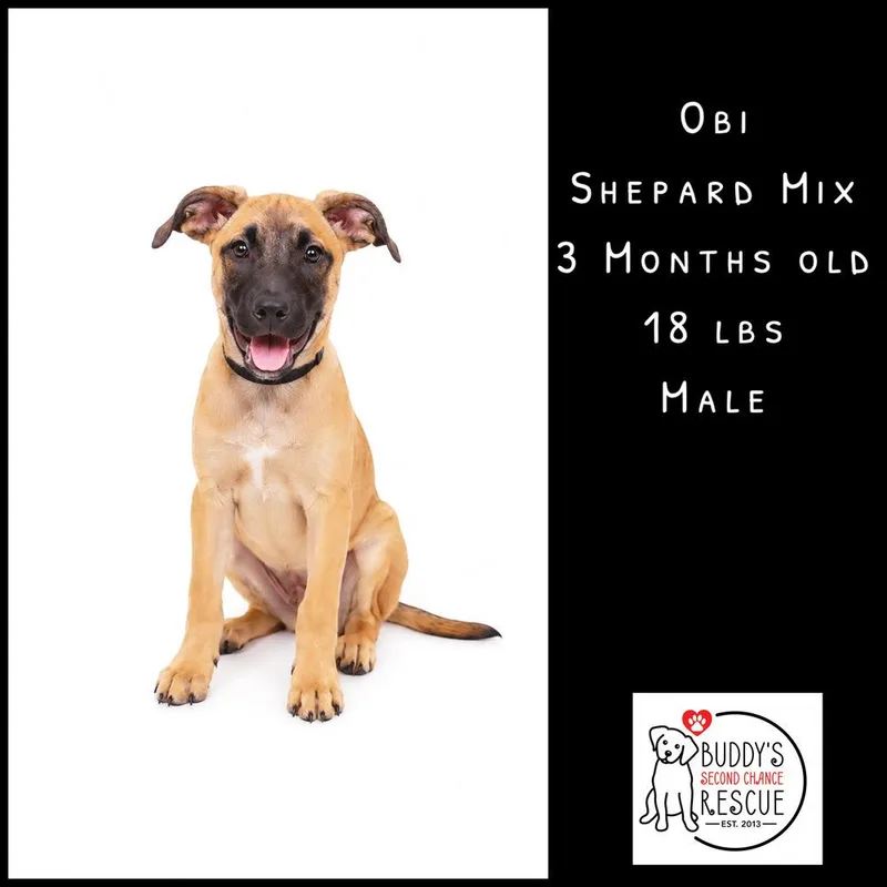 A baby small-sized male Tricolor (Brown, Black, & White) German Shepherd Dog dog named Obi for adoption in Amherst, NY