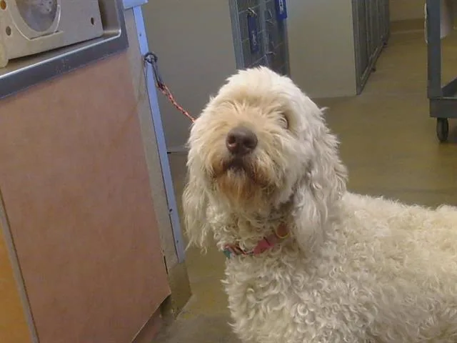 A young large-sized female Poodle dog named A for adoption in Sacramento, CA