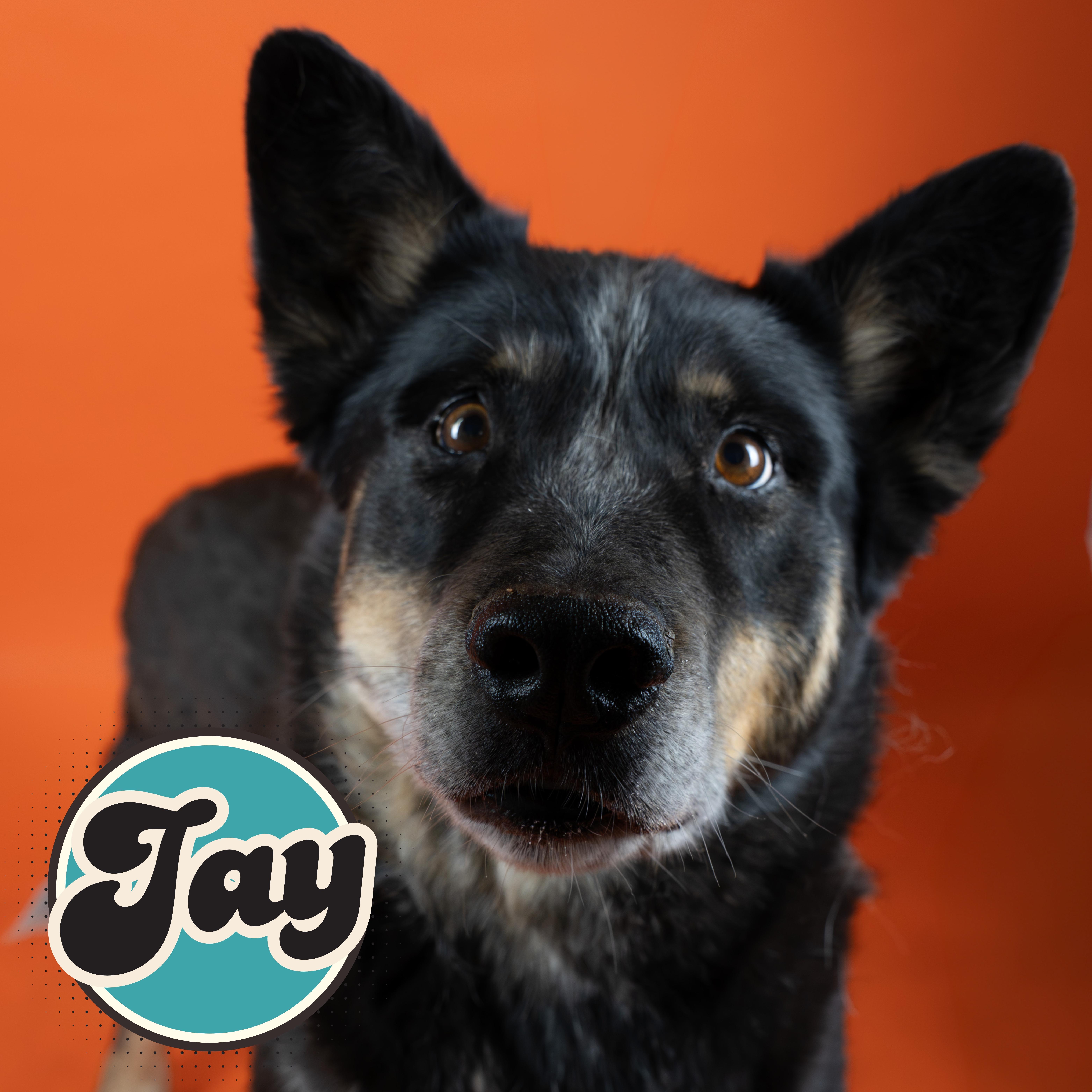 An adult large-sized male Merle (Blue) Australian Cattle Dog / Blue Heeler dog named Jay for adoption in Tucson, AZ