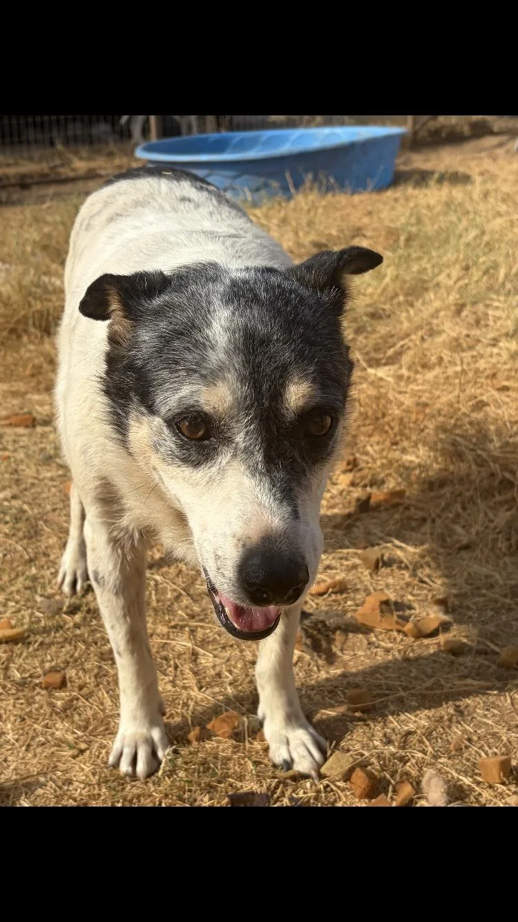 An adult medium-sized female Australian Cattle Dog / Blue Heeler dog named Mama Jo for adoption in Paradise, TX