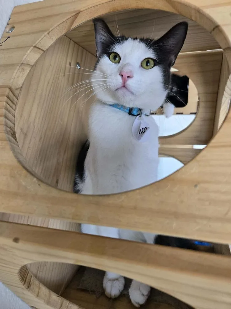 A young medium-sized male Black & White / Tuxedo Domestic Short Hair cat named Nico for adoption in tucson, AZ