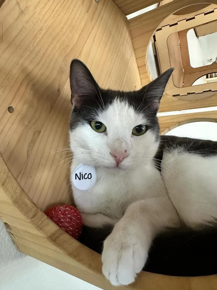 Nico thumbnail 3