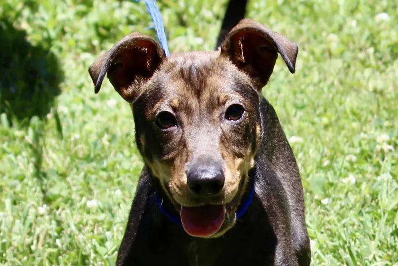 A baby medium-sized male Black Mixed Breed dog named Ruhro for adoption in Brazil, IN