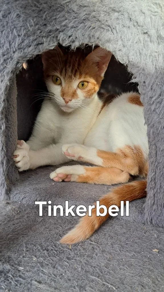Tinkerbell