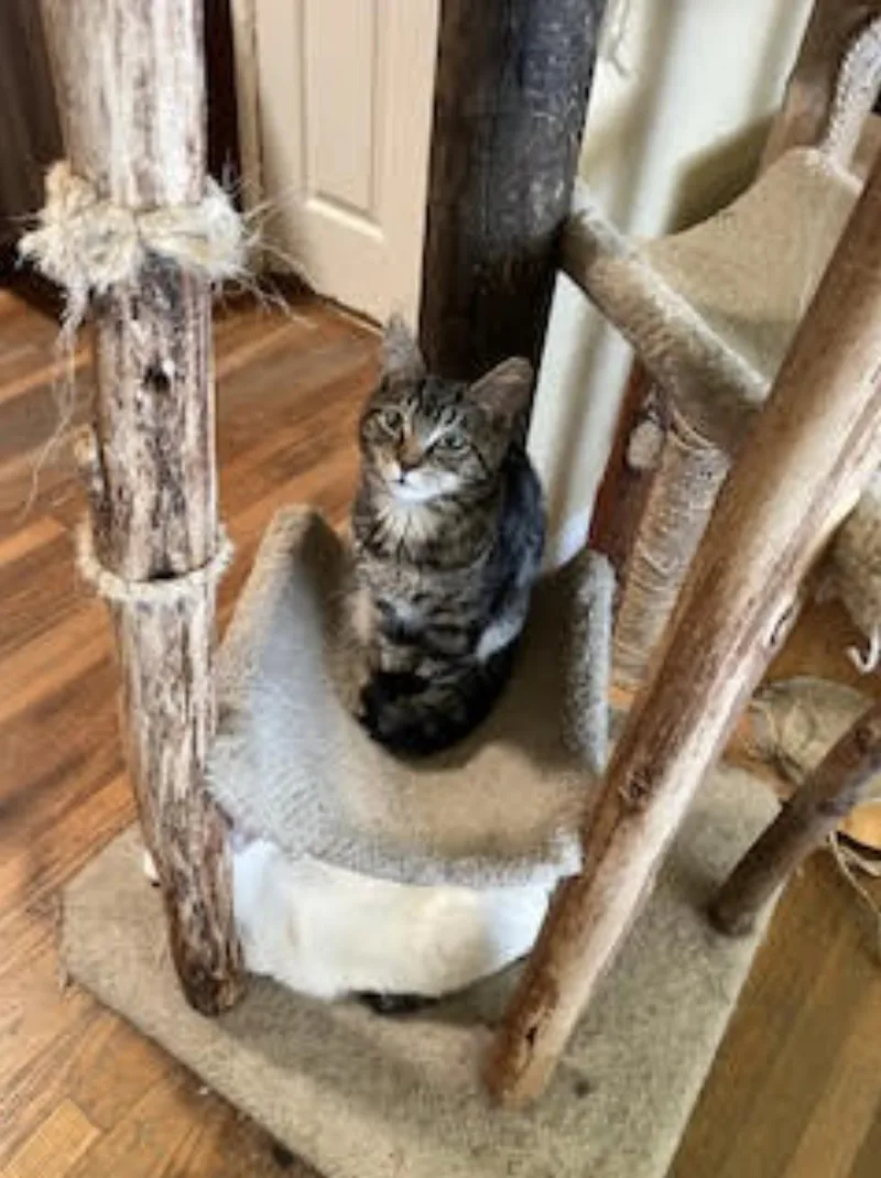 Maple Leaf thumbnail 2