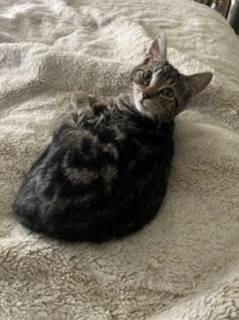 Maple Leaf thumbnail 3