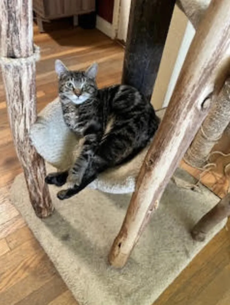 Maple Leaf thumbnail 4