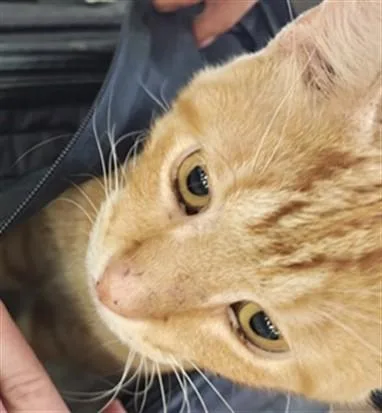 An adult large-sized male Domestic Short Hair cat named Terrible Pun for adoption in Louisville, KY