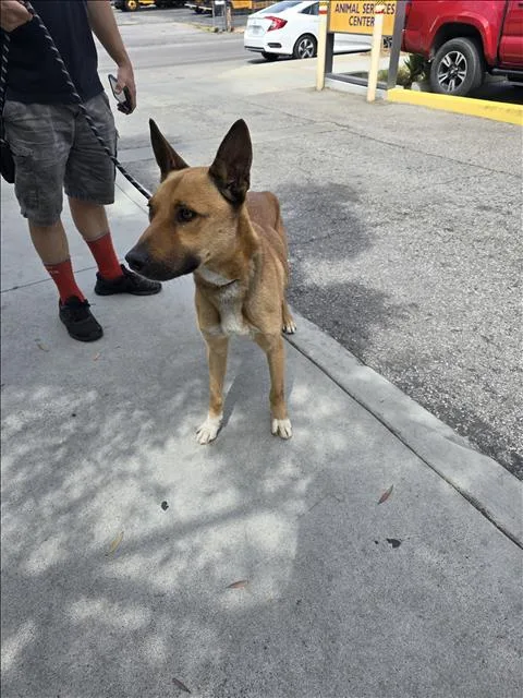 An adult medium-sized male German Shepherd Dog dog named Chuck for adoption in Los Angeles, CA