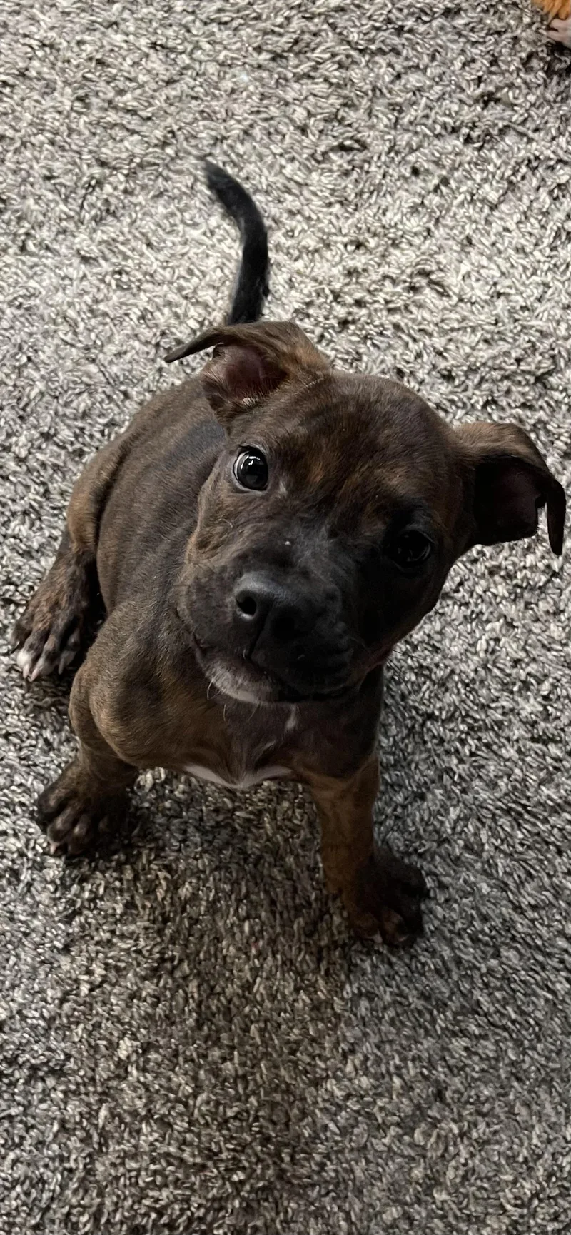 A baby small-sized male Pit Bull Terrier dog named Otis for adoption in St. Clair Shores, MI